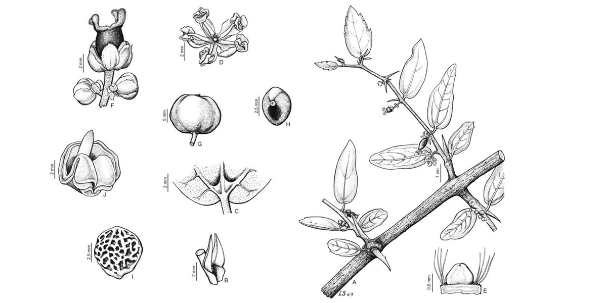 Introducción a la botánica reconocimiento especies