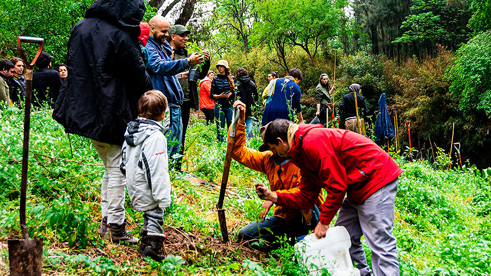 Plantación de flora nativa