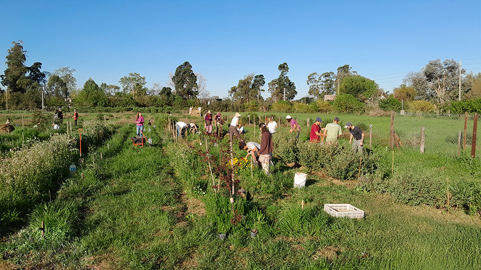 Sistema agroforestal