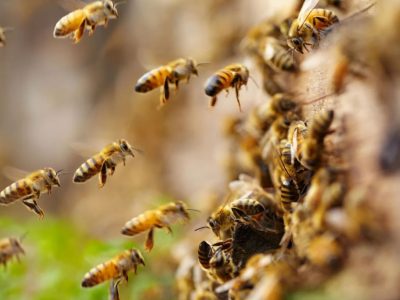 Abejas Apis Mellifera