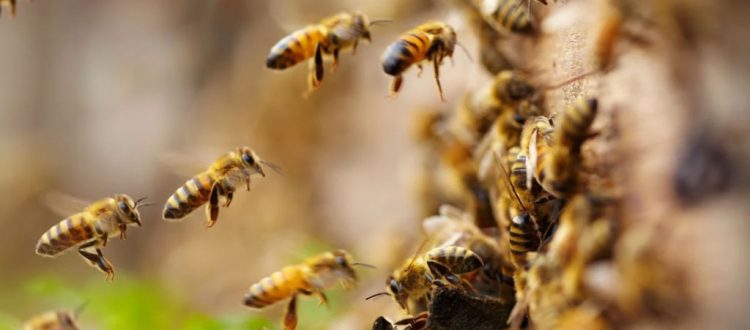 Abejas Apis Mellifera