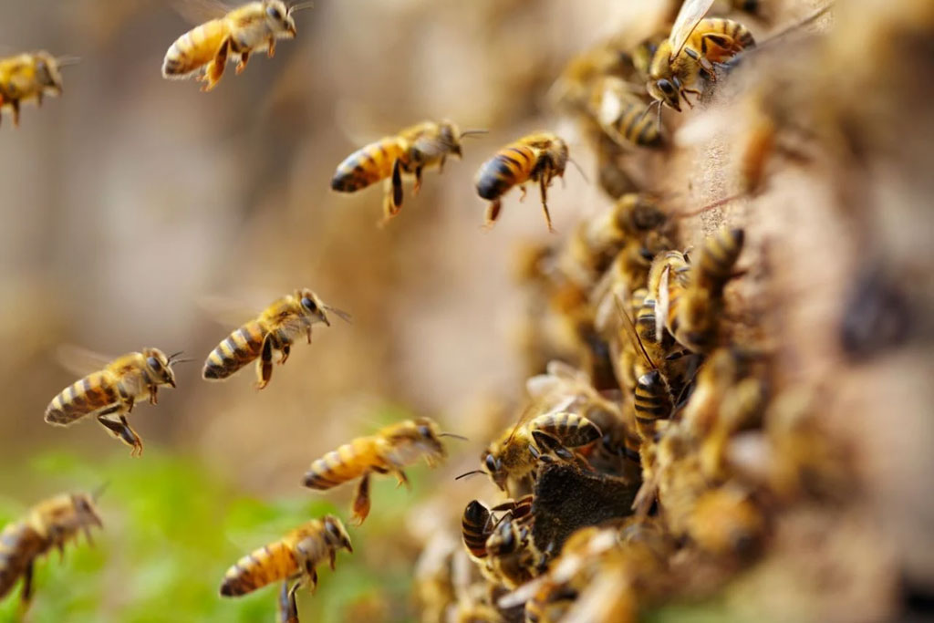 Abejas Apis Mellifera
