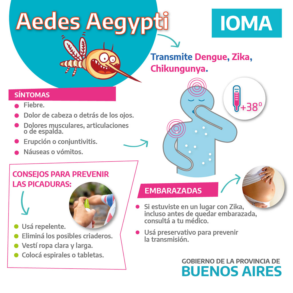 Infografia Aedes aegypti dengue 