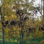 Acacia negra, especie exótica invasora