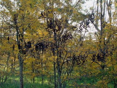Acacia negra, especie exótica invasora