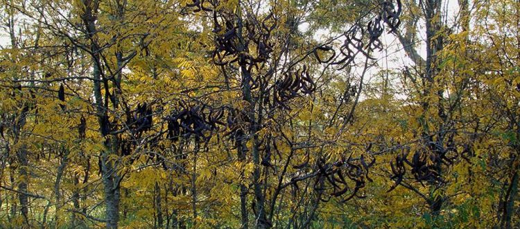 Acacia negra, especie exótica invasora