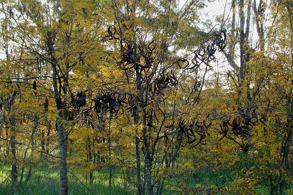 Acacia negra, especie exótica invasora