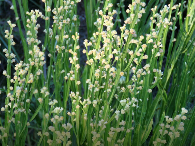 Carqueja (Baccharis trimera)