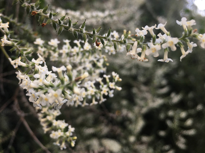 Cedrón de monte (Aloysia gratissima)
