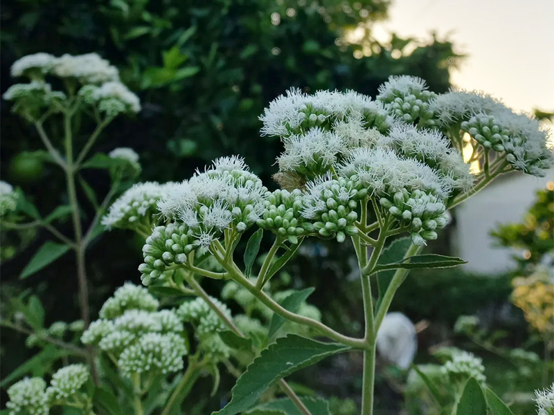 Chilca de olor (Austroeupatorium inulifolium)