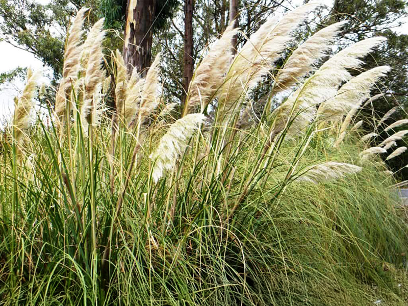 Cortadera (Cortaderia selloana)