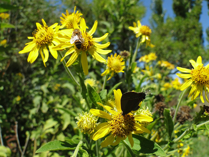 Girasolillo (Verbesina subcordata