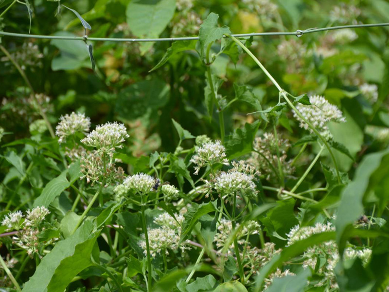 Guaco (Mikania cordifolia)