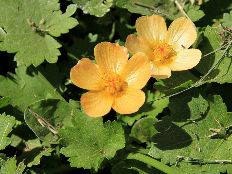 Malva de campo (Modiolastrum malvifolium)