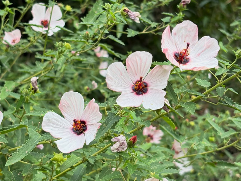 Malva rosada (Pavonia hastata)