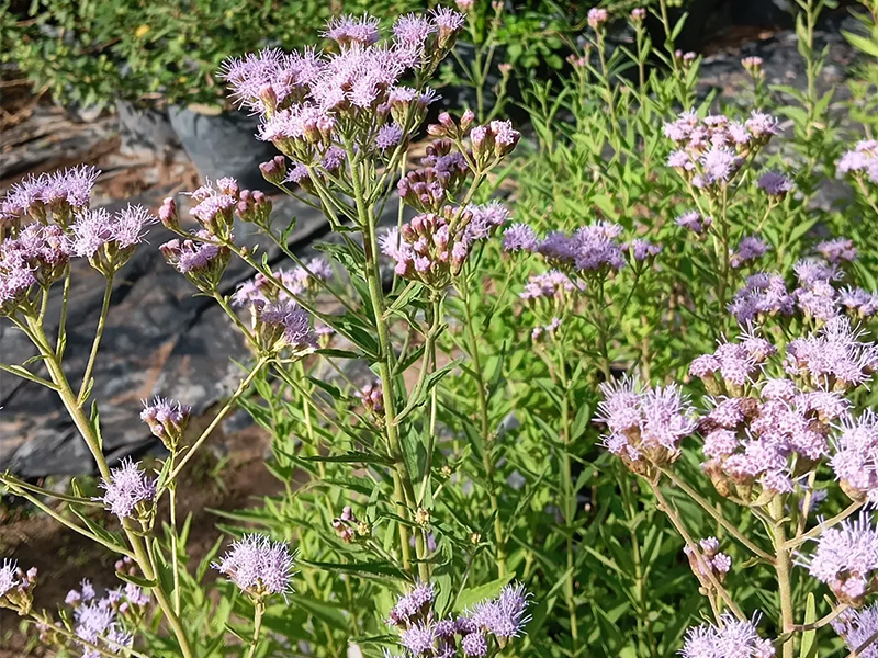 Mariposera morada (Chromolaena ivifolia)