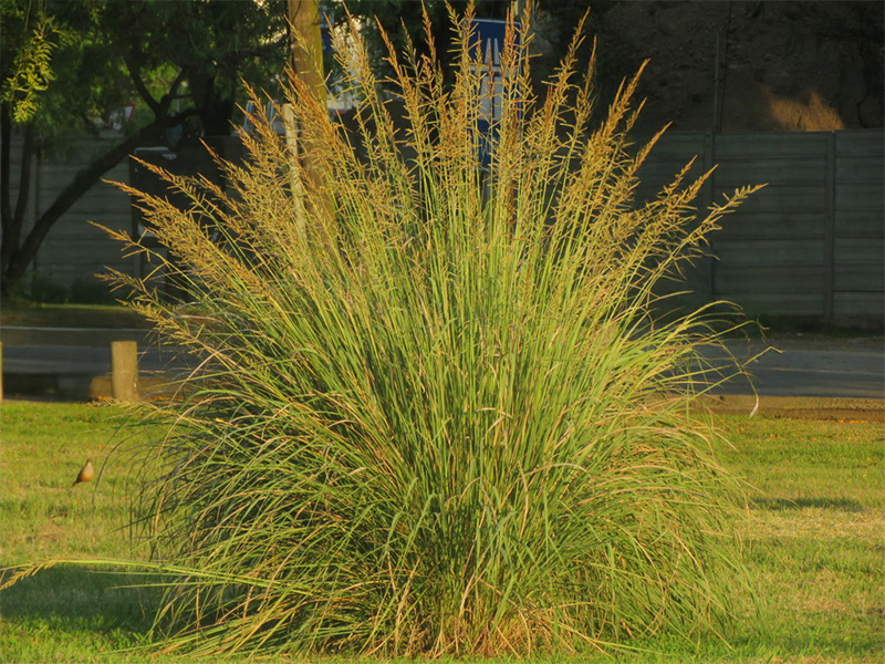 Paspalum quadrifariumPaspalum quadrifarium