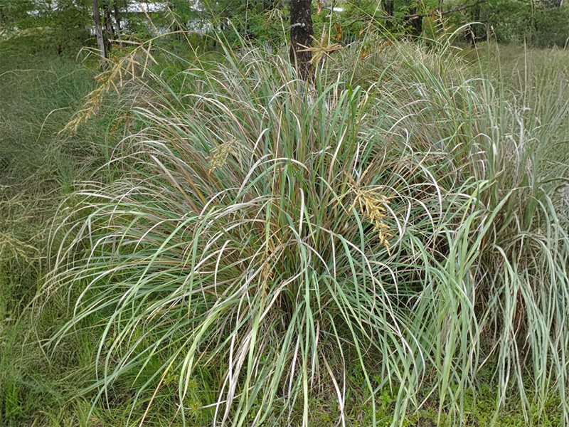 Paspalum (Paspalum haumanii)