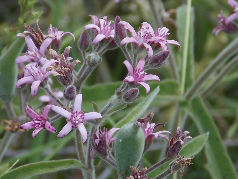 Plumerillo negro (Oxipetalum solanoides)