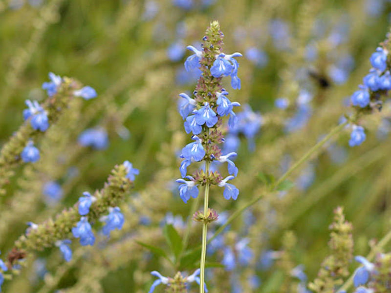 Salvia Celeste (Salvia uliginosa)