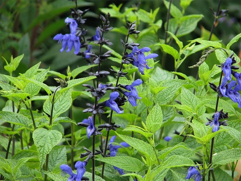 Salvia azul (Salvia guaranítica)