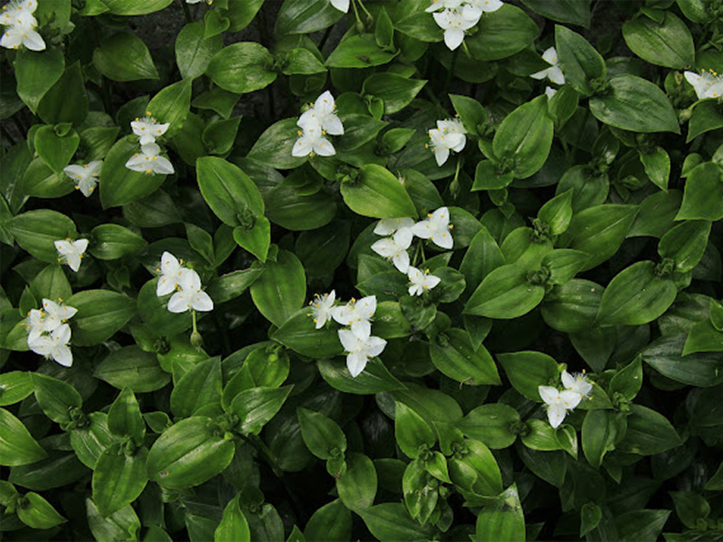 Santa Lucía (Tradescantia fluminensis)