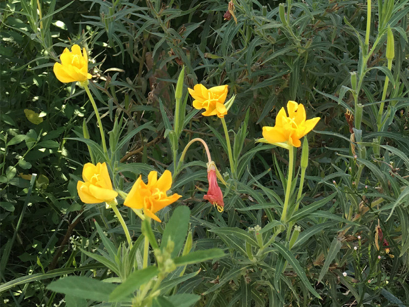 Suspiro (Oenothera affinis)