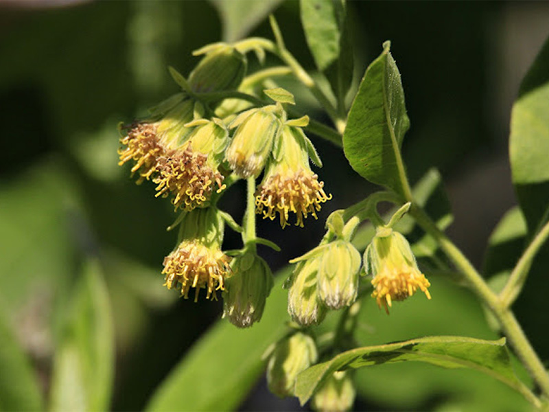 Tabaco de monte (Trixis praestans)