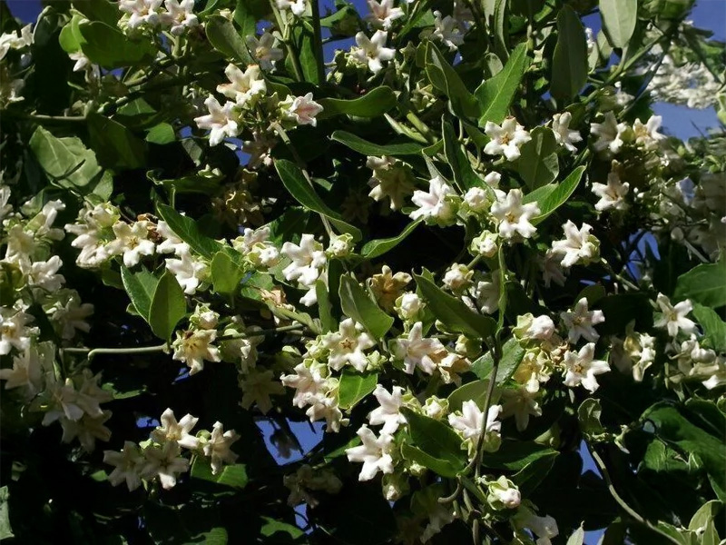 Tasi (Araujia sericifera)
