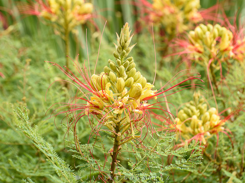 Barba de chivo (Caesalpinia gilliesi)