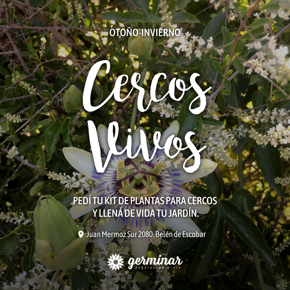 Kit de plantas nativas para cercos vivos.